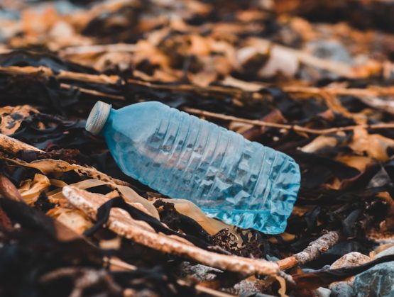 blue plastic bottle on brown dried leaves