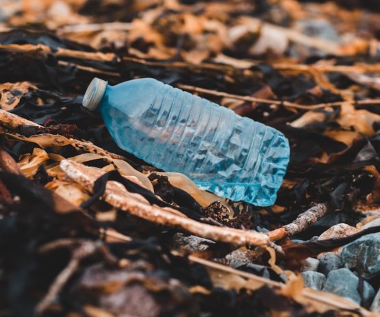 blue plastic bottle on brown dried leaves